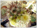Mammillaria microhelia