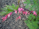 dicentra