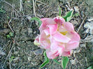 Fotogr.0873