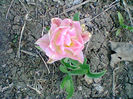 Fotogr.0874