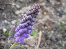 muscari