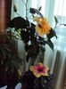 DSC02927
