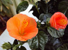 DSC02931
