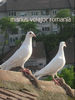 white racing pigeons 2