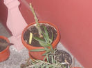 DSCN8188_3659