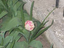 DSCN8202_3673