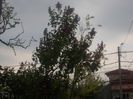 DSCN8206_3677