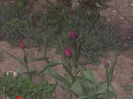 DSCN8212_3683