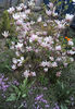 DSC02963