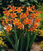 Crocosmia-Emily-McKenzie