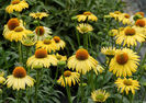 Echinacea