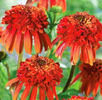 Echinacea