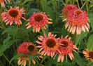 Echinacea