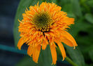 Echinacea