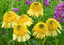 Echinacea