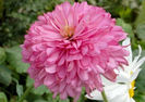 Echinacea