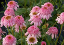 Echinacea
