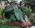 Taro - Colocasia esculenta