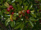 Strawberry Guava