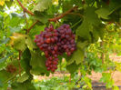 CRIMSON SEEDLESS