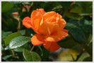 Trandafir BEAUTE