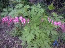 Dicentra