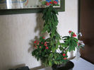 euphorbia milii