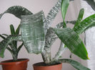 Aechmea fasciata