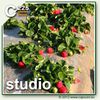 Studio C225