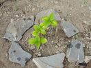 21.04.2013 hortensia LIA