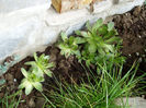 sempervium rezistent