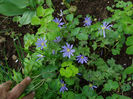anemone