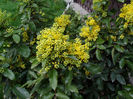 Mahonia