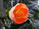 Hibiscus Wiki Orange1