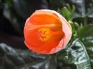 Hibiscus Wiki Orange3
