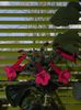 sinningia raindrop red