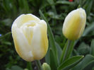 Tulipa Antarctica (2013, April 18)