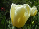 Tulipa Antarctica (2013, April 19)