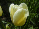 Tulipa Antarctica (2013, April 19)