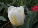 Tulipa Antarctica (2013, April 22)