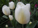 Tulipa Antarctica (2013, April 22)