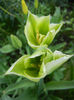 Tulipa Spring Green (2013, April 22)