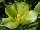 Tulipa Spring Green (2013, April 22)