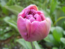 Tulipa Blue Diamond (2013, April 19)