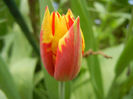 Tulipa Mickey Mouse (2013, April 21)