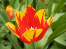 Tulipa Mickey Mouse (2013, April 21)