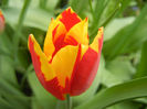 Tulipa Mickey Mouse (2013, April 21)