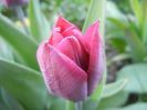 Tulipa Negrita (2013, April 20)