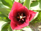 Tulipa Negrita (2013, April 20)