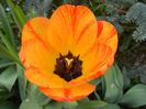 Tulipa Orange Bowl (2013, April 20)